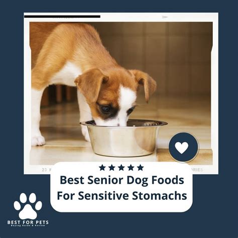 best treat for dog with sensitive stomach
