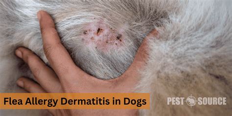 best treatment for flea allergy dermatitis in dogs