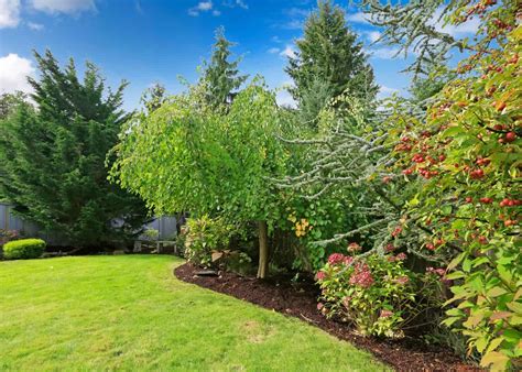 Best Trees For Backyard Garden