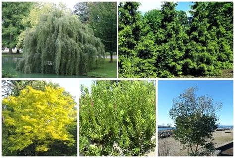 Best Trees For Growing Zone 9