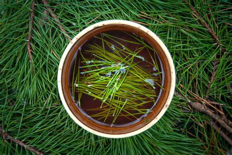 Best Trees For Pine Needle Tea