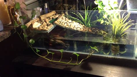 Best Turtle Tank Set Up