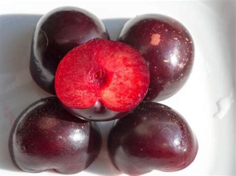 Best Type Of Plum