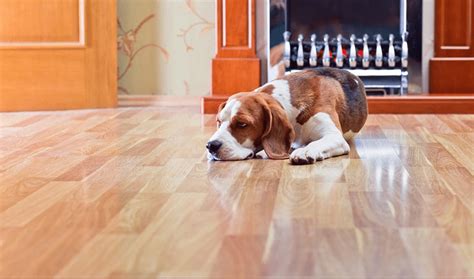 best type of wood flooring with dogs