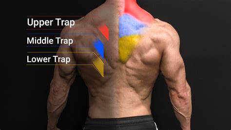 best upper and lower trap exercises