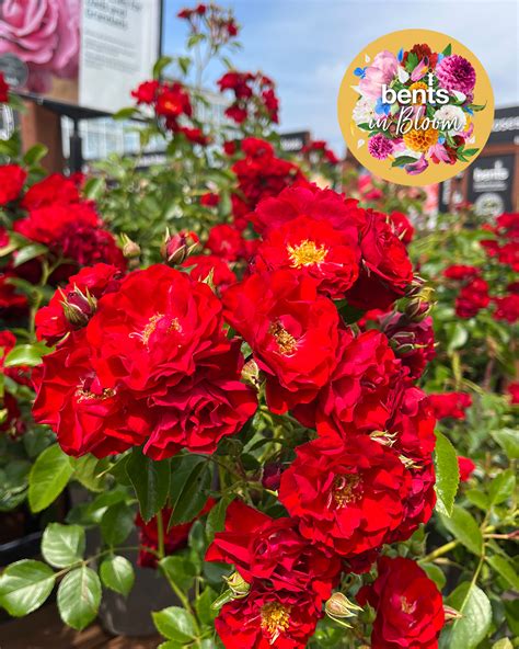 Best Value Roses Uk
