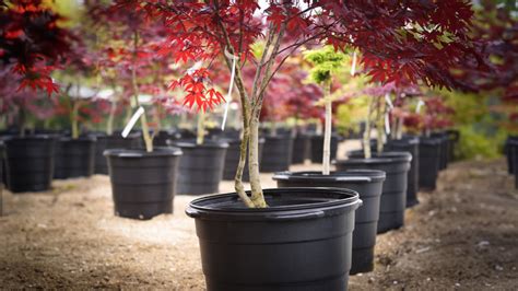 Best Value Tree Nursery