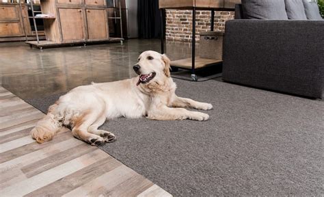 vyazma.info:best vinyl flooring for dogs uk