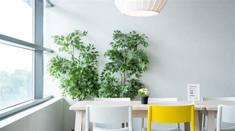 Best Virtual Background Zoom