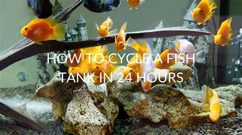 best way to cycle fish tank