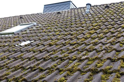 best way to get moss off roof tiles