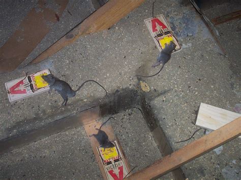 best way to get rats out of attic