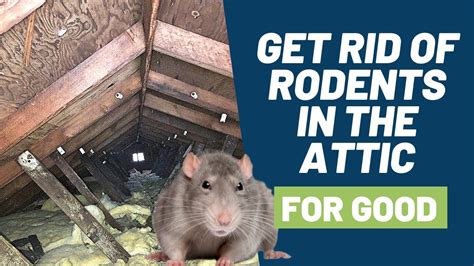 best way to get rats out of attic