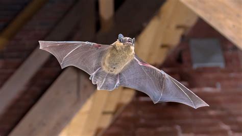 best way to get rid of bats in attic
