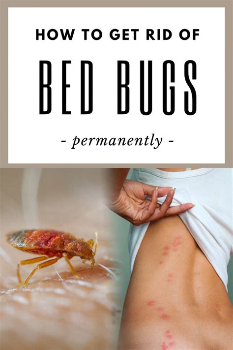 best way to get rid of bed bugs permanently