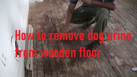 best way to get rid of dog urine smell on wood