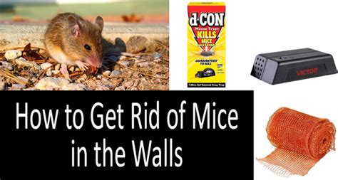 best way to get rid of mouse in kitchen