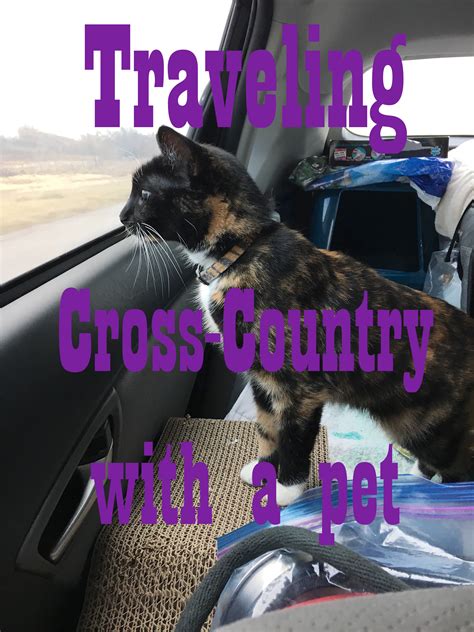 best way to move a cat cross country
