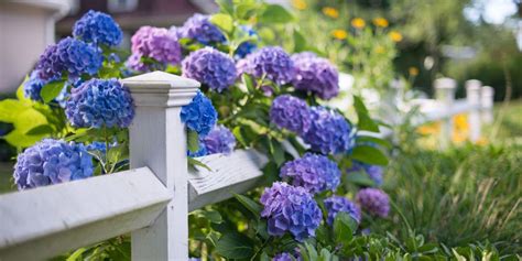 Best Weather For Hydrangeas