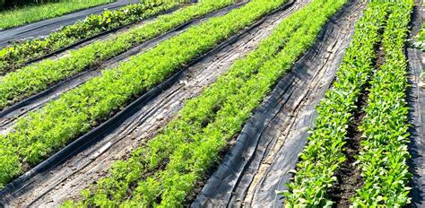 Best Weed Control Plants