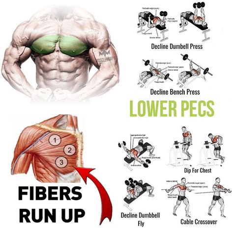 Best Weight Exercise For Lower Pecs
