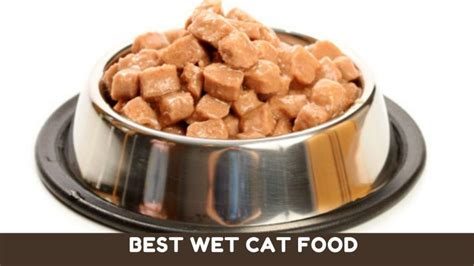 best wet cat food for healthy coat