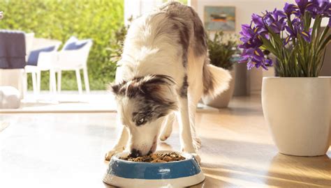 best wet puppy food for sensitive stomach and diarrhea