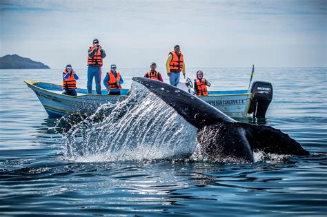 best whale watching baja