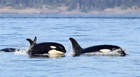 best whale watching pacific northwest