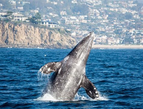 best whale watching tour in san diego ca