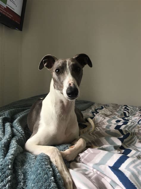 Best Whippets Reddit