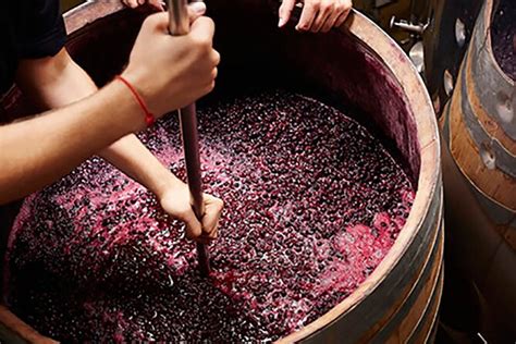 Best Wine Making Experience
