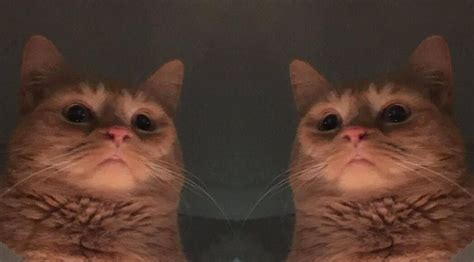 Best Zoom Backgrounds Meme