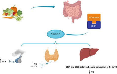 Beta Carotene Thyroid Function