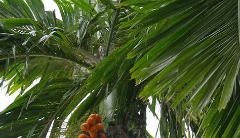 Betel Nut Palm Rare Seedling DWARF BETEL NUT PALM LIVE NICE BIG
