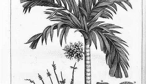 Betel Nut Tree Drawing Travels In The East Indian Archipelago. Biodiversity