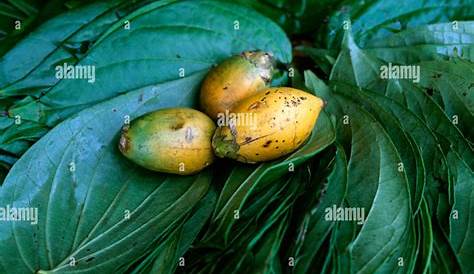 Betel Leaves Growing On The Betel Nut Tree Stock Image
