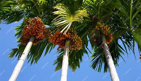 Betel Nut Tree Palm Kauai Seascapes Nursery, Inc.