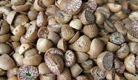 Betel Nuts On A Wooden Board. Stock Image Image of