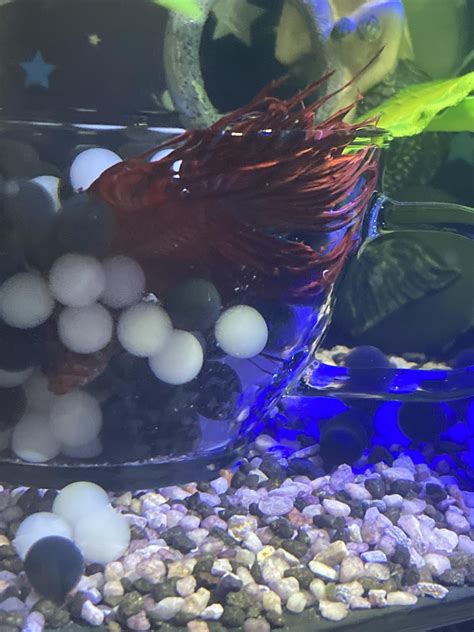 Betta Beads Reddit