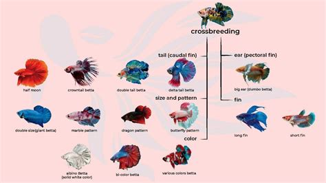 Betta Cross Breeding Chart