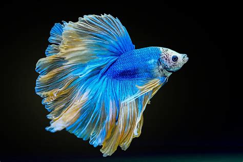 betta fish a comfortable and stable environment