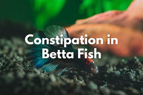 Betta fish constipation symptoms