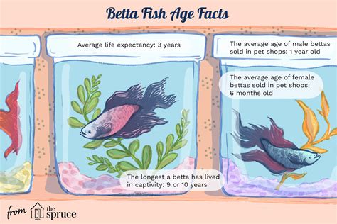 Betta Fish Life Span