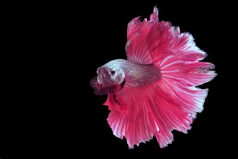Betta Fish Pink Wonders: Unveiling Their Rare Beauty