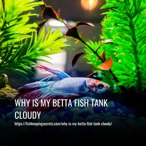 Betta Fish Tank Keeps Getting Cloudy