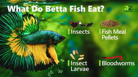 betta fish what do they eat