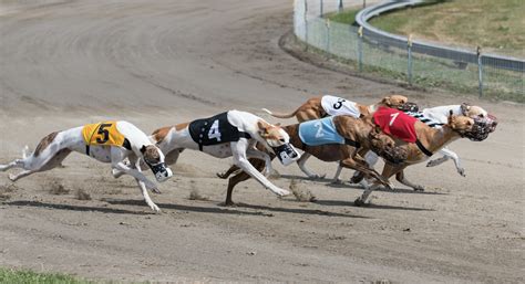 betting on greyhound racing