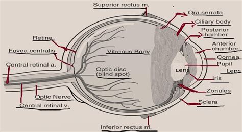 between iris and cornea