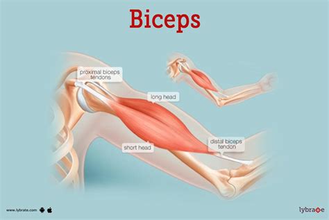 bi ceps